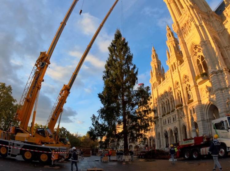 Rathausplatz-Christbaum kommt aus Tirol