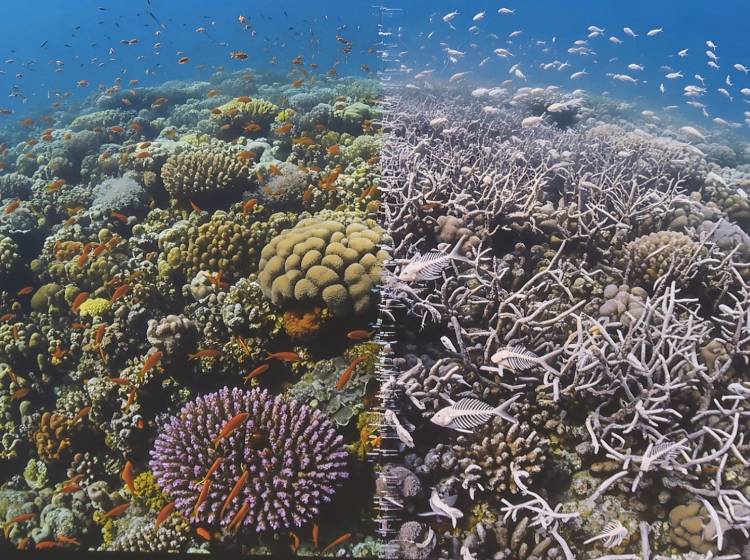 Haus des Meeres: Wie Ozeane auch in Zukunft farbenfroh bleiben