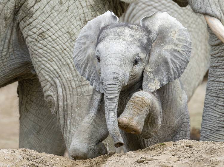 Schönbrunn : Elefantenkalb bringt neuen Schwung in die Herde