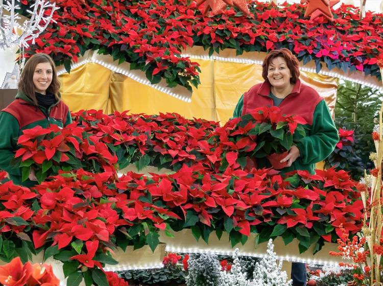 Bezirksflash: Weihnachtliche Blumengärten