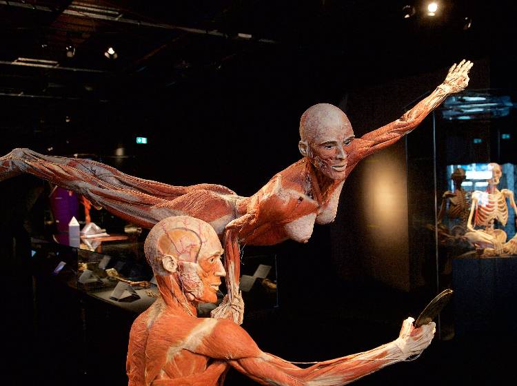 Körperwelten: Ein Blick auf den menschlichen Körper