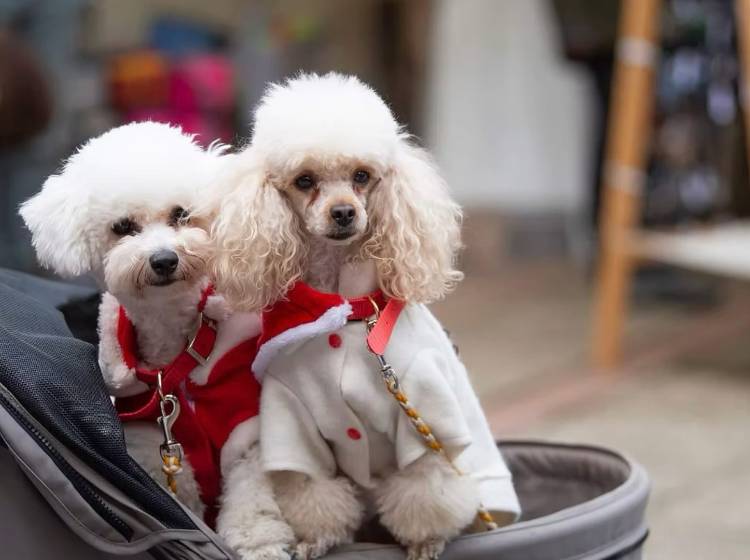 Kulturtipps: Imperial Ball & Hundeweihnachtsmarkt