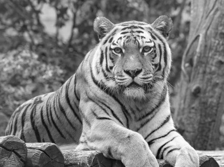 Tigerweibchen im Tiergarten Schönbrunn gestorben