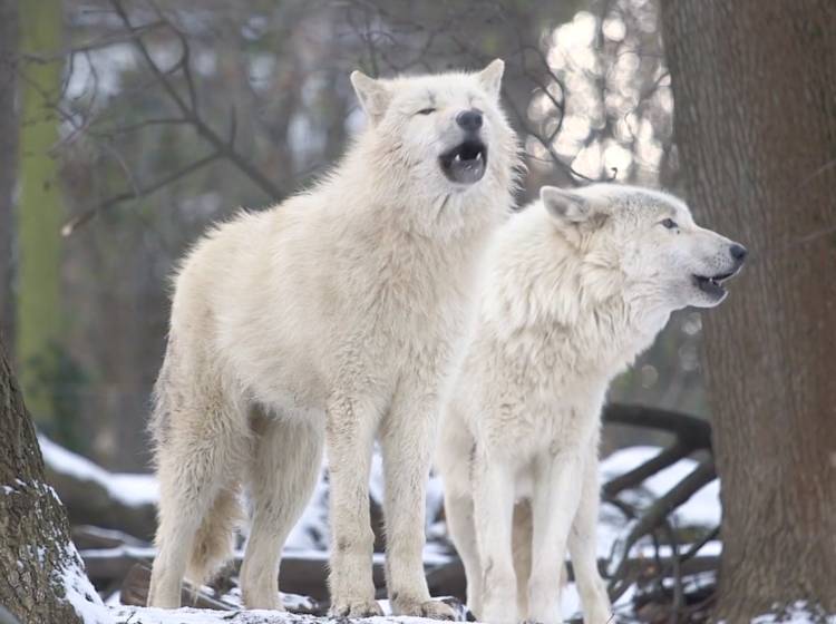 Kulturtipps: Weihnachten von Nord bis Süd