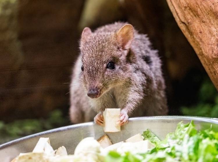 Zuchterfolg: Seltenes Känguru-Baby im Haus des Meeres
