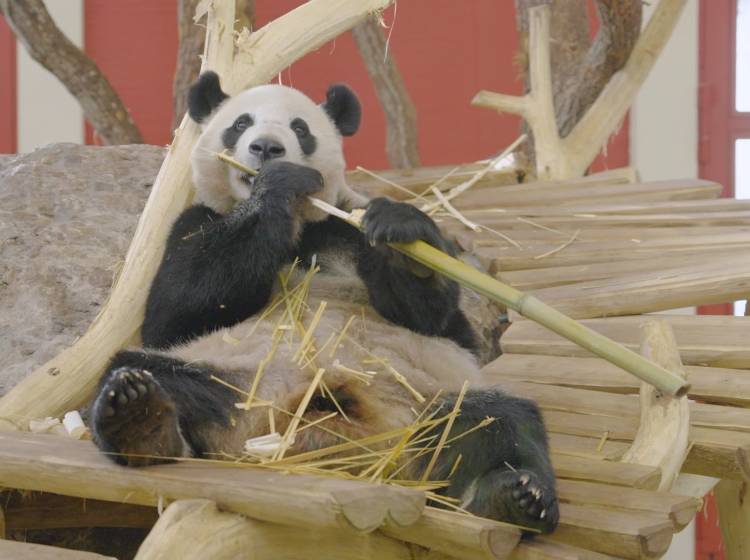 Heu ist das liebste Futter im Tiergarten Schönbrunn