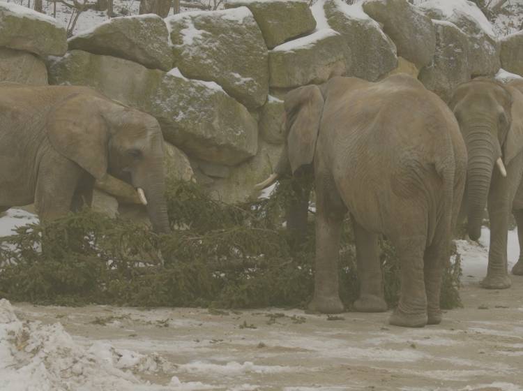 Mampfi für Stampfi: Christbaum wird zu Elefantenfutter