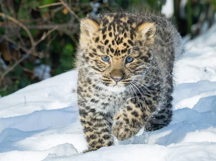 Schönbrunn: Nachwuchs bei Amurleoparden