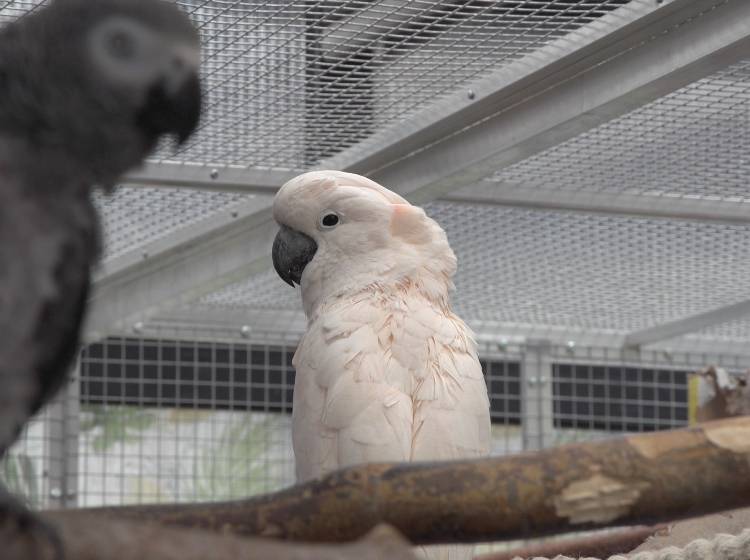 Bezirksflash: Neues Zuhause für Papageien