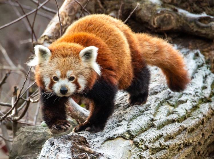 Schönnbrunner Rotes-Panda-Weibchen tot