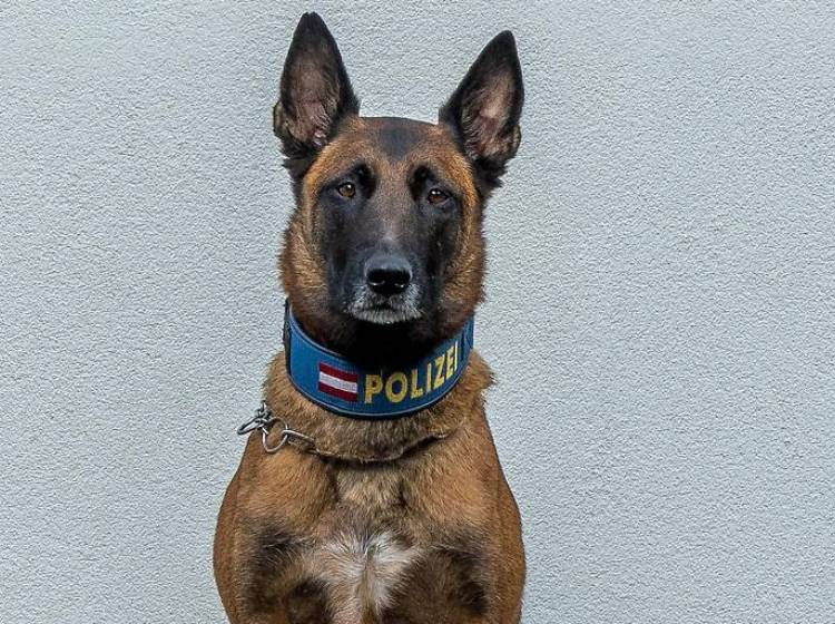 Bezirksflash: Polizeihund spürt erkrankte Frau auf