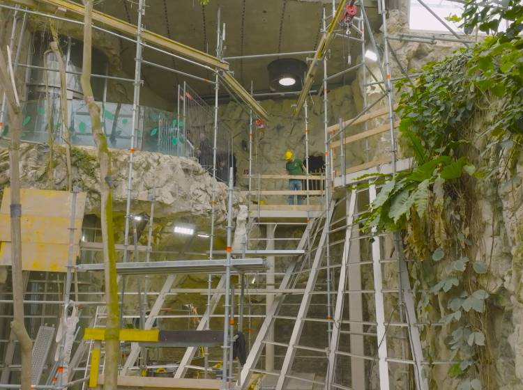 Bezirksflash: Riesige Fledermausanlage für Schönbrunn