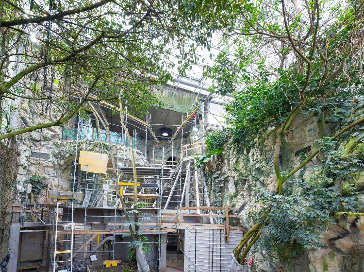 Zoo Schönbrunn baut riesige Fledermausanlage im neuen Regenwaldhaus