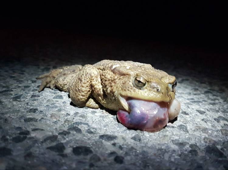 Bezirksflash: Krötentunnel kommen