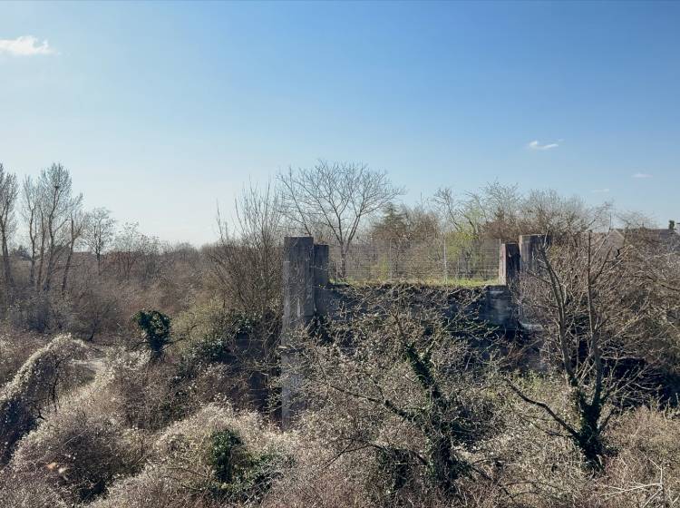 Breitenlee: Wie läuft Wiens größtes Renaturierungsprojekt?