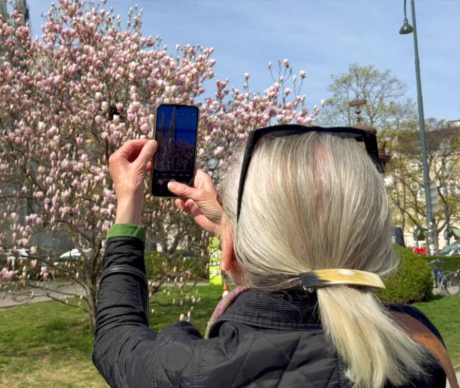 Für das perfekte Foto anstehen? Der virale Magnolienbaum im Votivpark