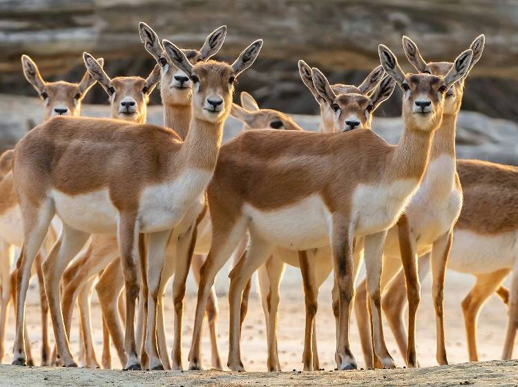Tiergarten Schönbrunn: Antilope erschossen