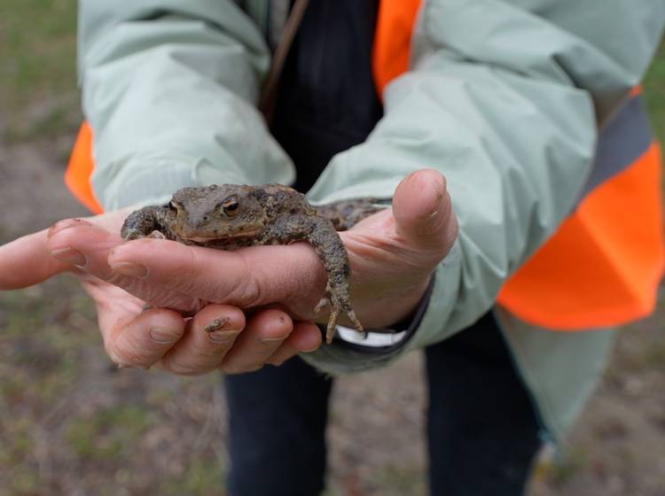 Durchbruch für Amphibien: Hernals bekommt fixe Tunnel