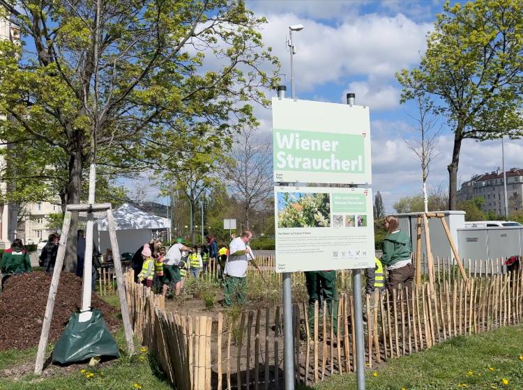 Erstes Wiener Straucherl jetzt am Alsergrund