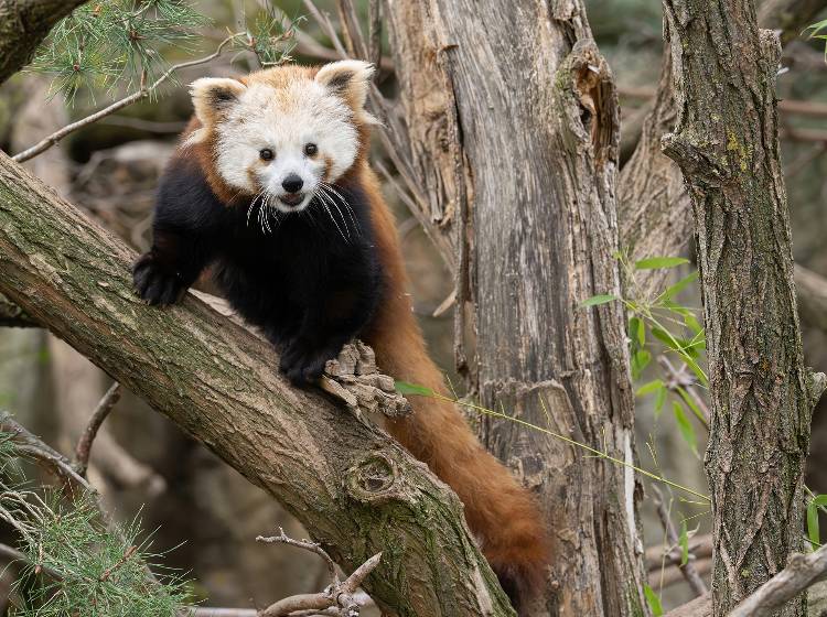 Tiergarten Schönbrunn: Neues Rotes Panda-Weibchen eingezogen