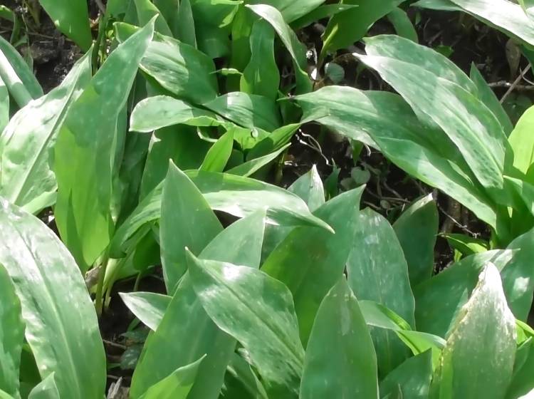 Kulturtipps: Klavier, Bärlauch und die Sterne