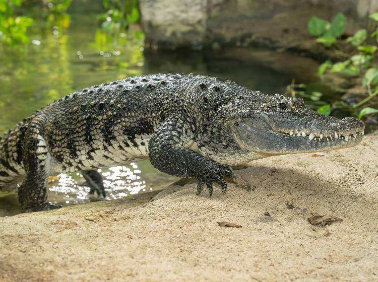 Bezirksflash: Neues Krokodil im Tiergarten