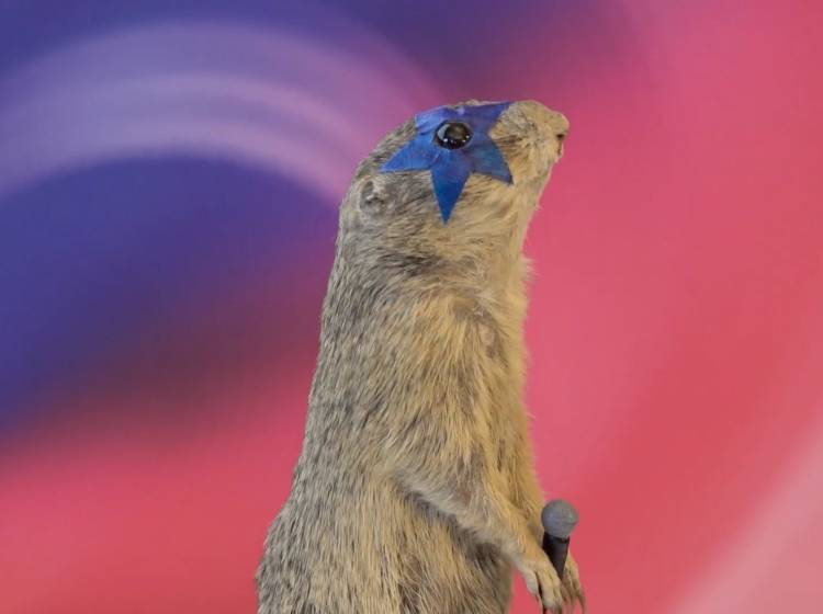 Song Contest: Kultureinrichtungen rollen dem ESC den Teppich aus