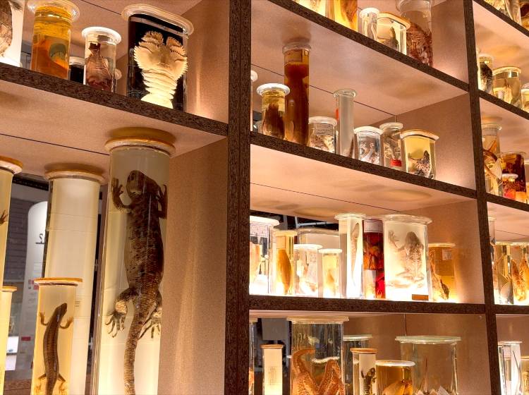 NHM: Eine Sonderausstellung zum 150. Geburtstag