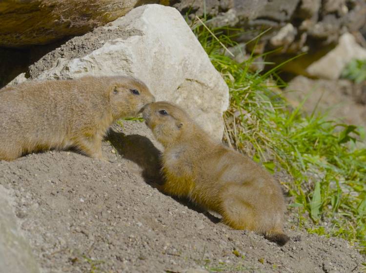 Bezirksflash: Neue Anlage für Präriehunde in Schönbrunn