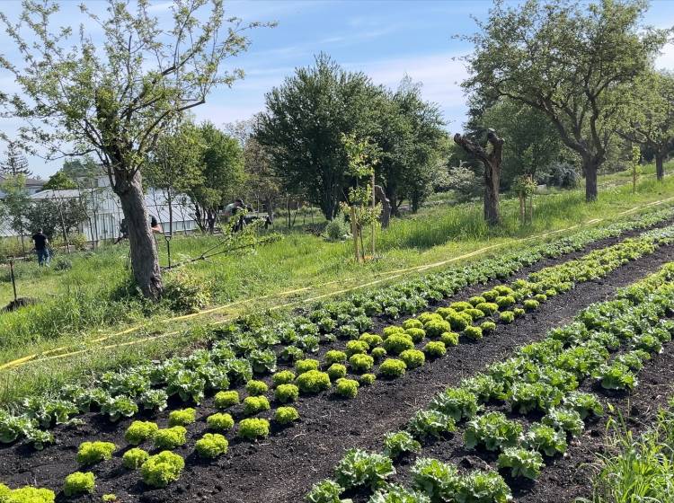 Soziale Landwirtschaft am Rosenhügel