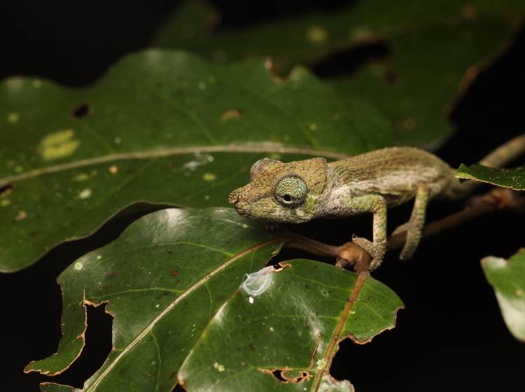 Forschungserfolg: Haus des Meeres entdeckt neue Arten auf Madagaskar