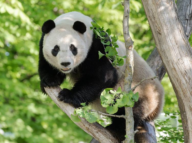 Schönbrunn: Große Pandas haben sich nach einem Jahr gut eingelebt