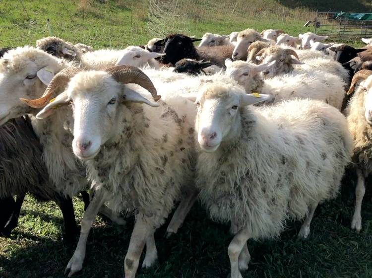 Bezirksflash: Die Kellerbergschafe sind zurück