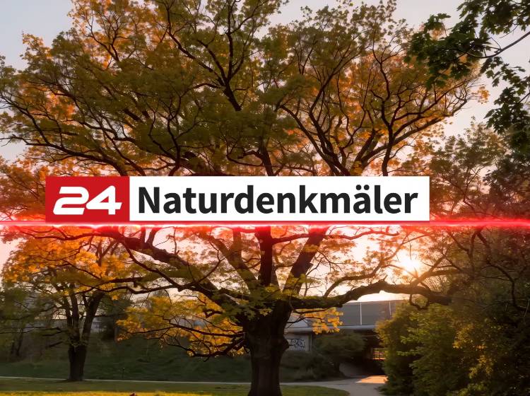 Naturdenkmäler - #846 - Stieleiche im Prater