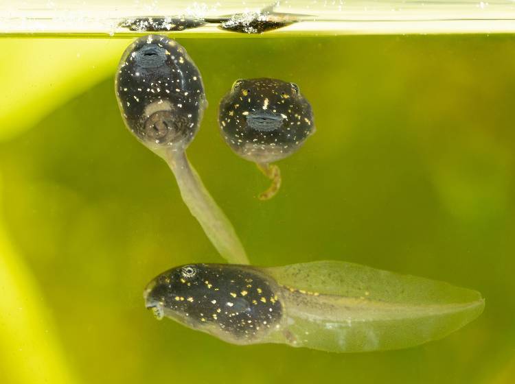 8.000 Moorfrosch-Kaulquappen nach Zoo-Aufenthalt zurück in Kärnten