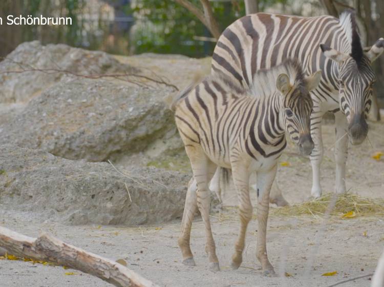 Zoo freut sich über doppelten Zebra-Nachwuchs