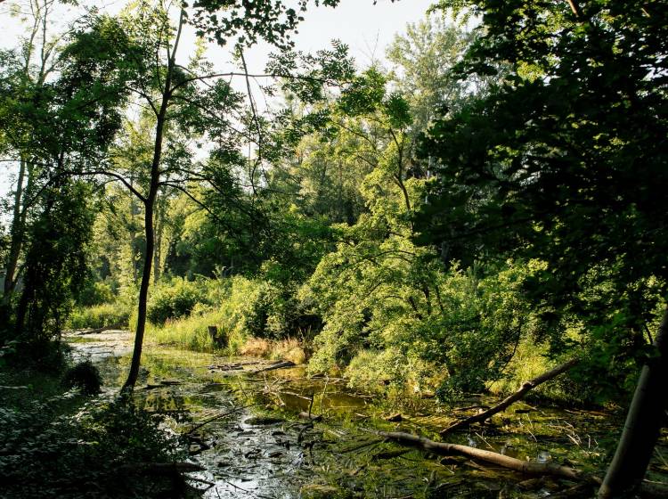 Naturdenkmäler - #646 - Mauthner-Krebsen-Wasser