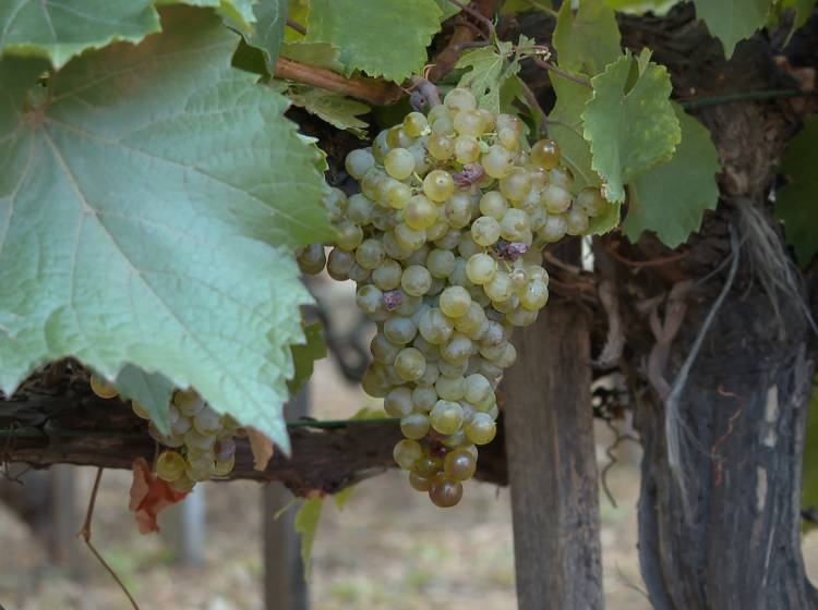 Heißer Sommer lässt Wiener Weinernte schwächer ausfallen