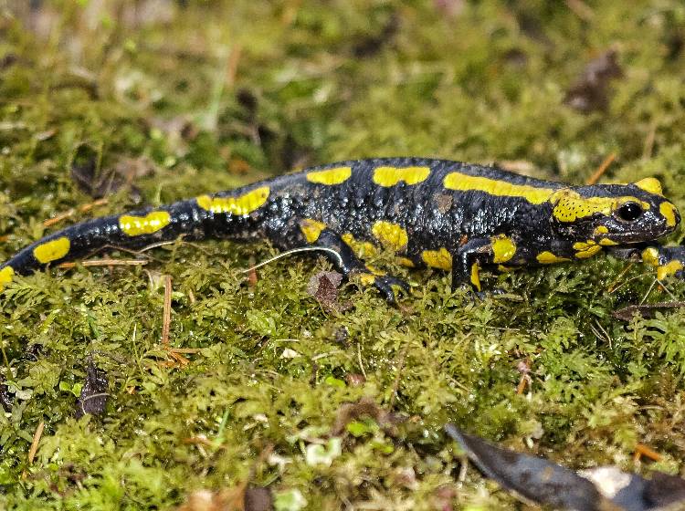 Tiergarten Schönbrunn warnt vor tödlichem „Salamanderfresser“