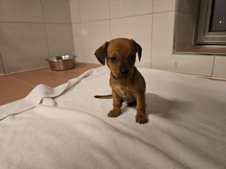 Illegale Welpenimporte: Veterinäramt warnt