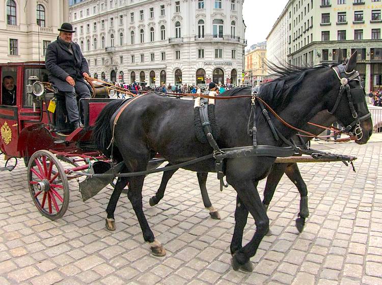 Tierschutzverein: Strengere Fiaker-Kontrollen