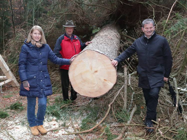 Rathausplatz: Christbaum aus dem Mühlviertel