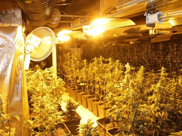Penzing: Polizei findet Cannabisplantage