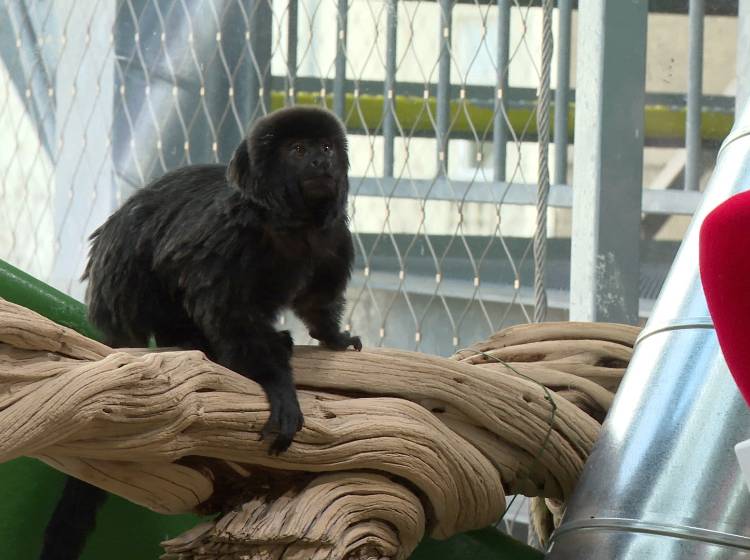 Haus des Meeres: Alte Stars im neuen Tropenhaus