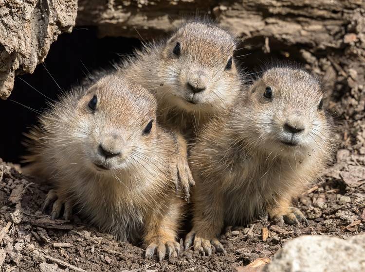 Schönbrunn: Babyboom bei Präriehunden