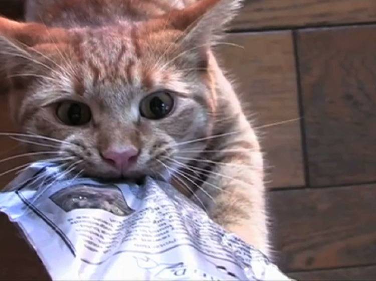 MQ im Zeichen der Katze