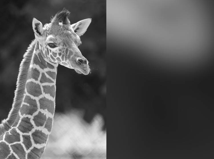 Schönbrunn: Giraffen-Baby Nio ist tot