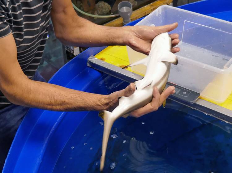 "Sensationelle Haigeburt" im Haus des Meeres